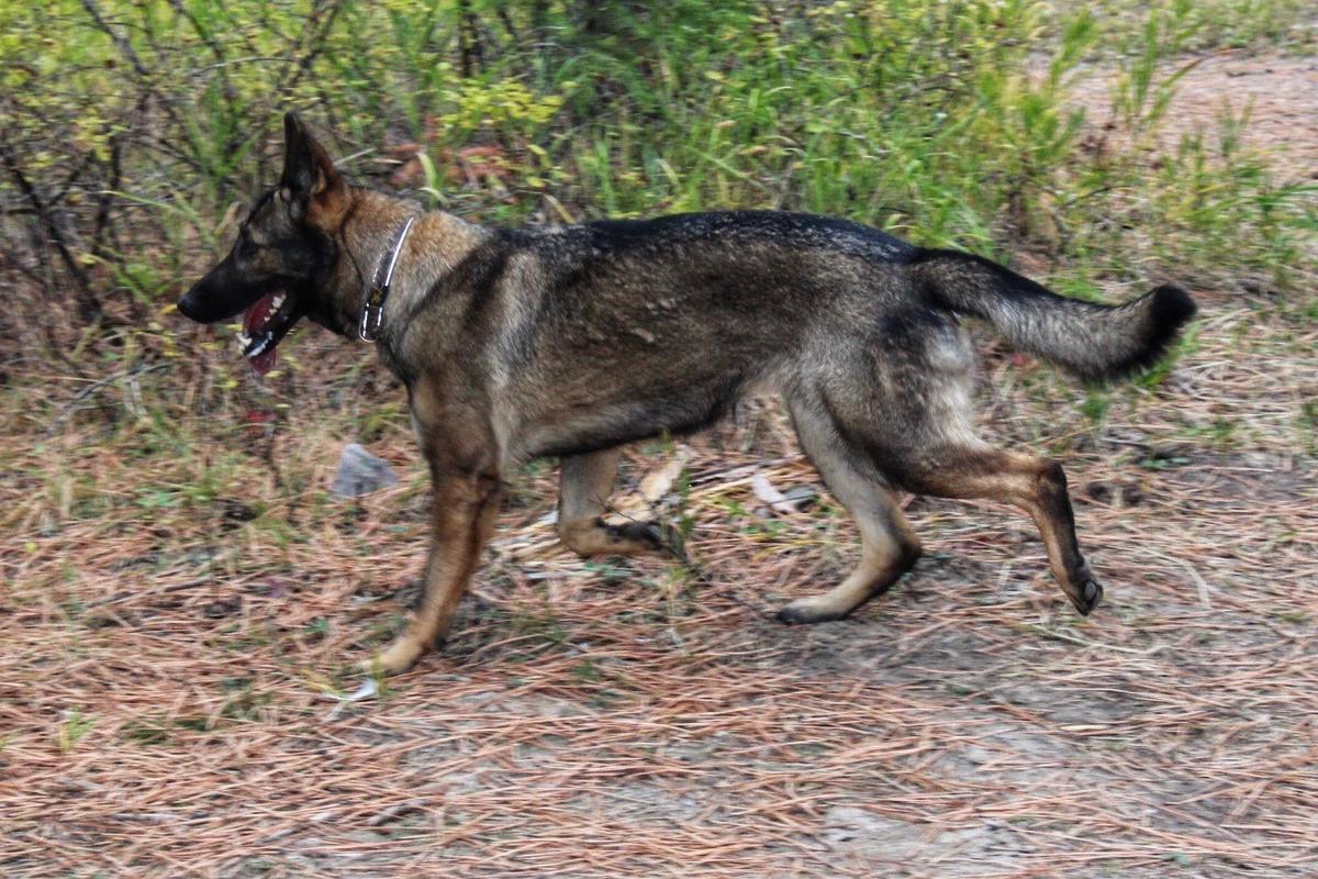 Viper Von Tore K9 | German Shepherd Dog 