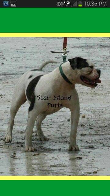 Furia of Star Island | American Bulldog 