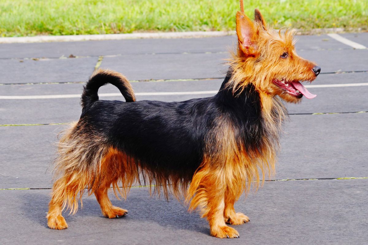 OUTBACKRED RAHNA JILLIAN | Australian Terrier 