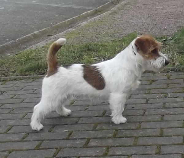 A KUKU Gwiazda Podhala | Jack Russell Terrier 