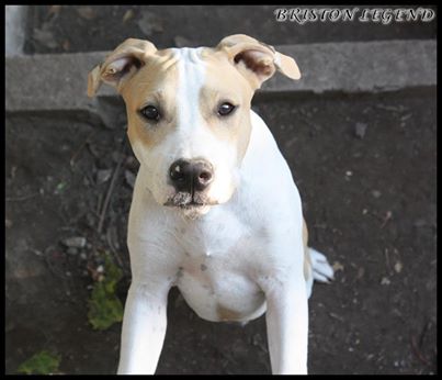 Briston Legend Jasper Little Bear | American Staffordshire Terrier 