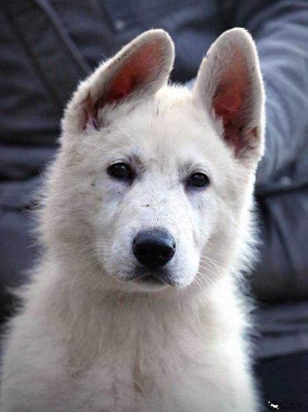 Abas Arthur King | White Swiss Shepherd Dog 