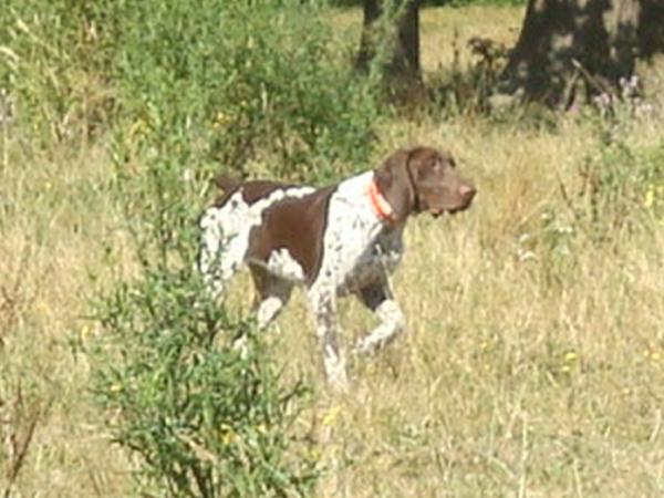 Frack dit Firenz du Marais de Saintonge | German Shorthaired Pointer 