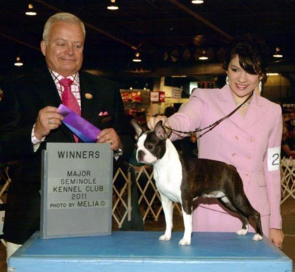 Brio 'N Hilltop's Enchanted | Boston Terrier 