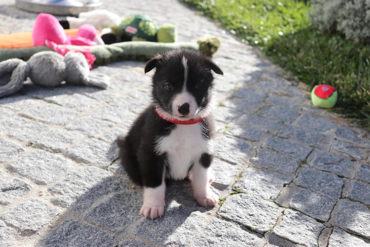 Beatrice da Villa Saloia | Karelian Bear Dog 