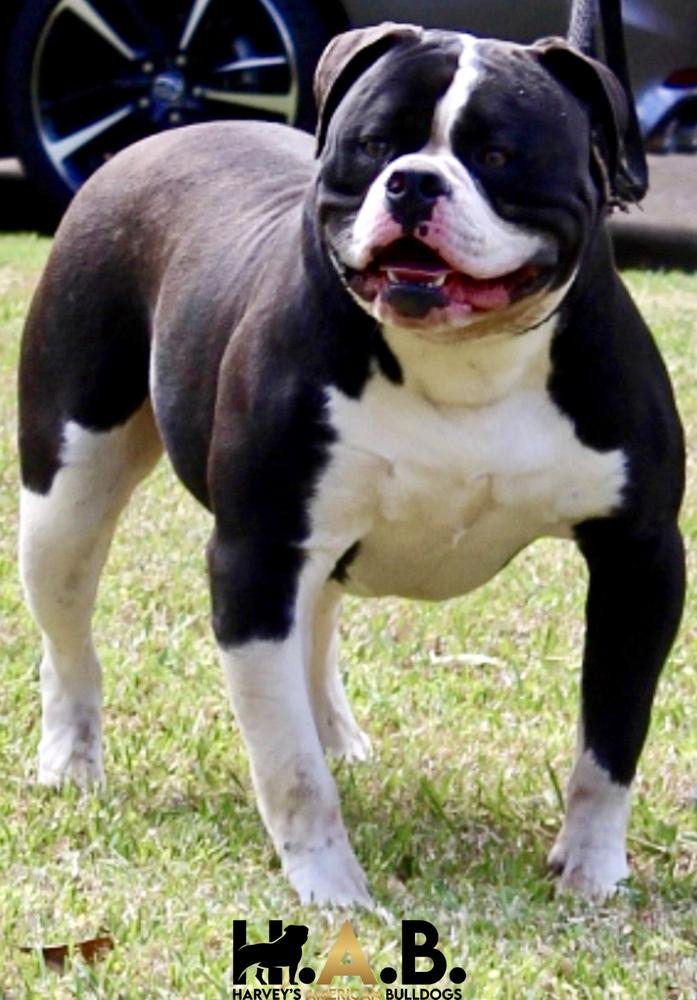 HAB’s Joker of Dream Team’s | American Bulldog 