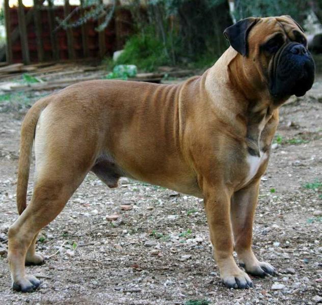 Verus Amicus Thor | Bullmastiff 