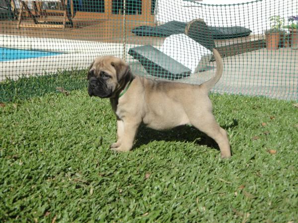 Griffin Bull's Basket Case | Bullmastiff 