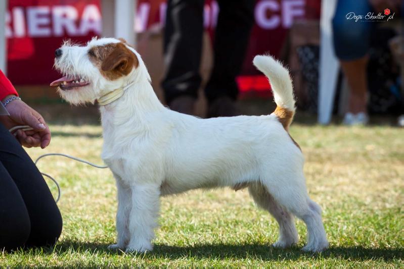 LESCORPIO Ziemann | Jack Russell Terrier 