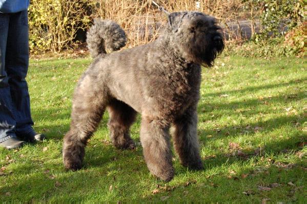 Quincy-Dustie Van de Vanenblikhoeve | Bouvier des Flandres 