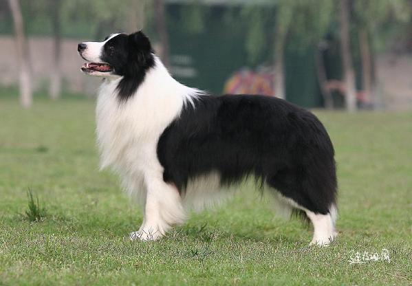 Top Gun at Kerrybrent | Border Collie 