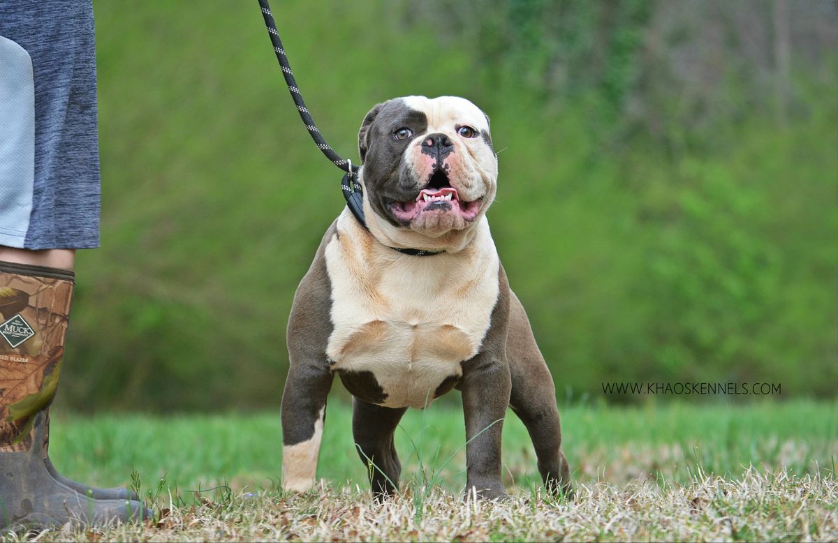 KHAOS' MONTE CARLO | Olde English Bulldogge 