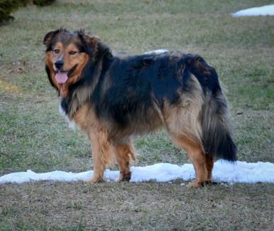 Goochland's Cedar Creek Rocky Raccoon | English Shepherd 