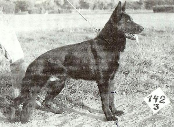 Quarz von der Ratstanne | German Shepherd Dog 