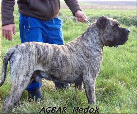 Agbar Medok | Perro de Presa Canario 