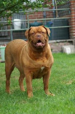 Zanou du joly papy | Dogue de Bordeaux 