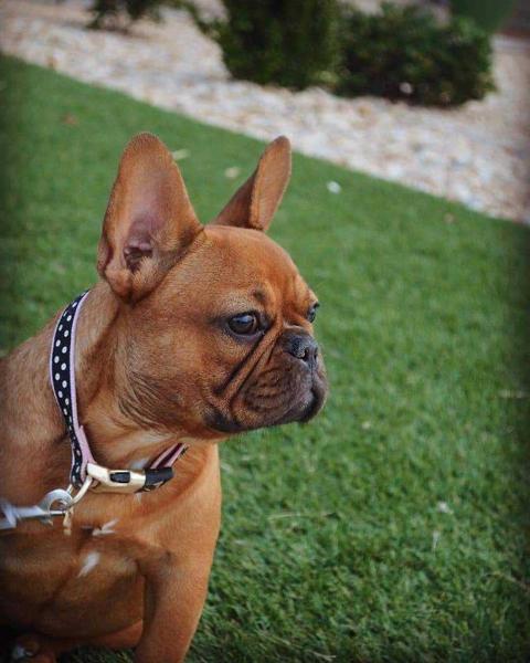 WYBs Reece of West Texas Frenchies ROSIE | French Bulldog 