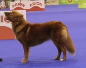 Canis Amicus Visi | Nova Scotia Duck Tolling Retriever 