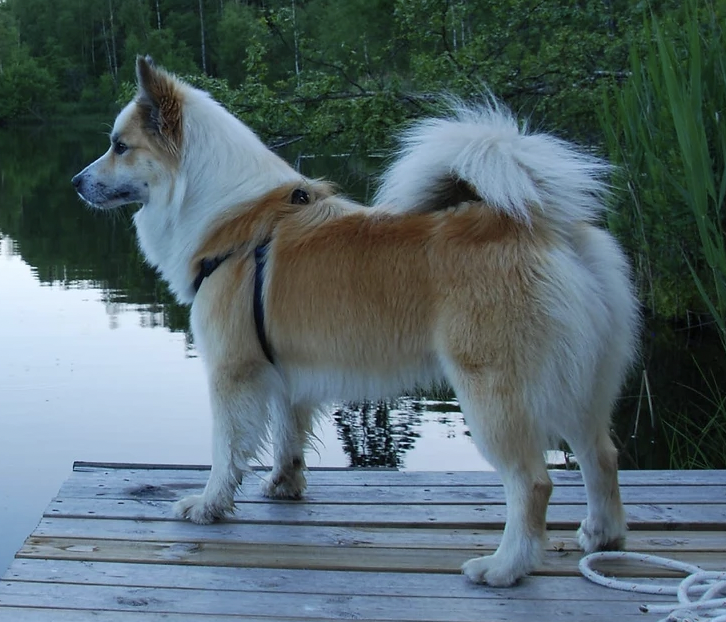 Snjófells Loki | Icelandic Sheepdog 