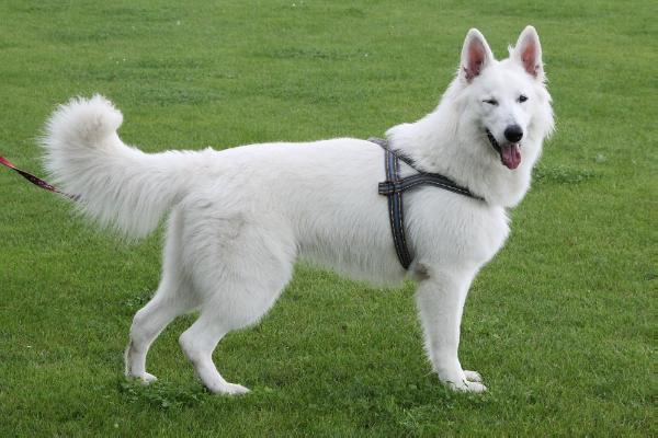 Bhadrak of Shadasa | White Swiss Shepherd Dog 