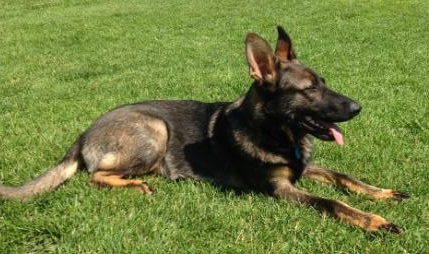 Hallie z Tancujucej Cesty | German Shepherd Dog 