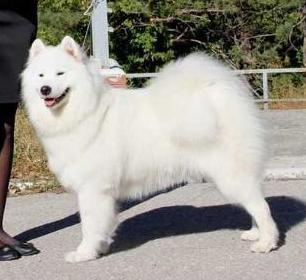 Lunnyi Veter Vivien Leigh | Samoyed 