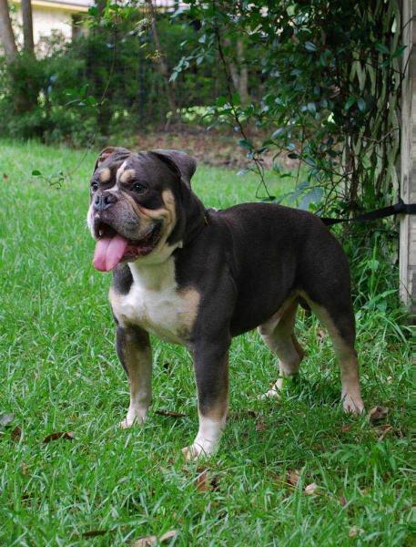 Heavy Hitters Magic Stick | Olde English Bulldogge 