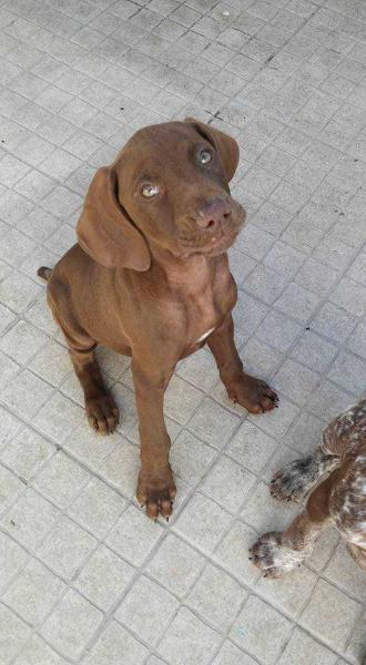 Brave | German Shorthaired Pointer 