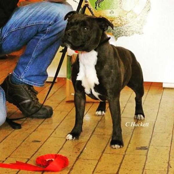 Arnepeca Easy to Handle | Staffordshire Bull Terrier 