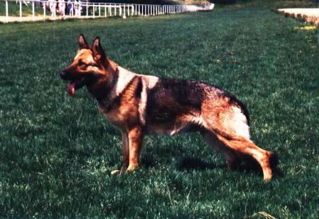 Cere von der Nieratzquelle | German Shepherd Dog 