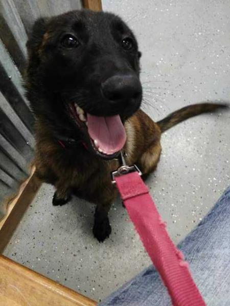Frida | Dutch Shepherd 