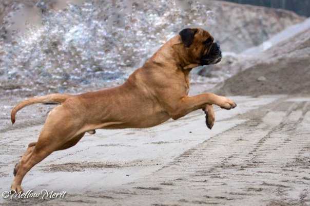 Sotarbacken's Very Valentino | Bullmastiff 