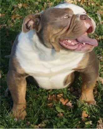 Rheinland Bulls Imperator | Olde English Bulldogge 