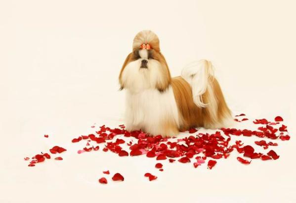 Ashbury hot deal at lashalimar | Shih Tzu 