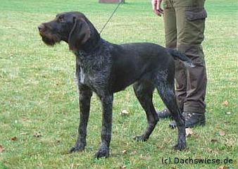 Ondra von der Dachwiese | German Wirehaired Pointer 