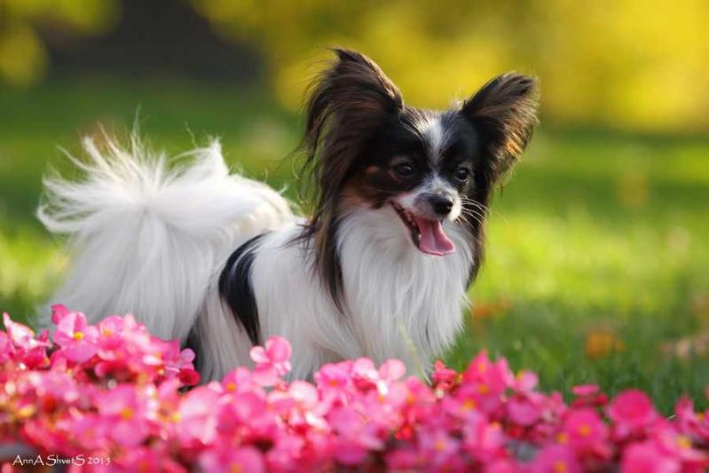 FELIKAYT FIFI FLORIZEL | Papillon 