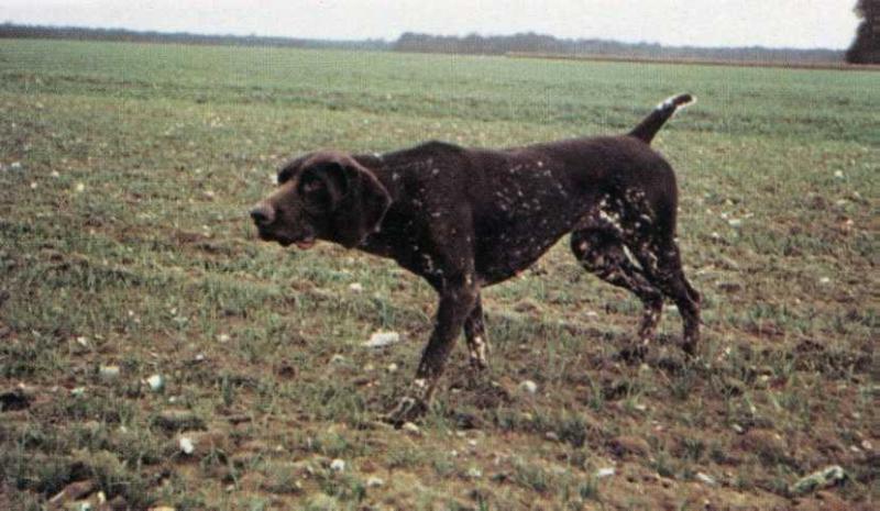 Tania de la Porte de Becray | German Shorthaired Pointer 