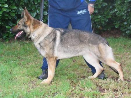 Boyca vom Ma-Haczek | German Shepherd Dog 