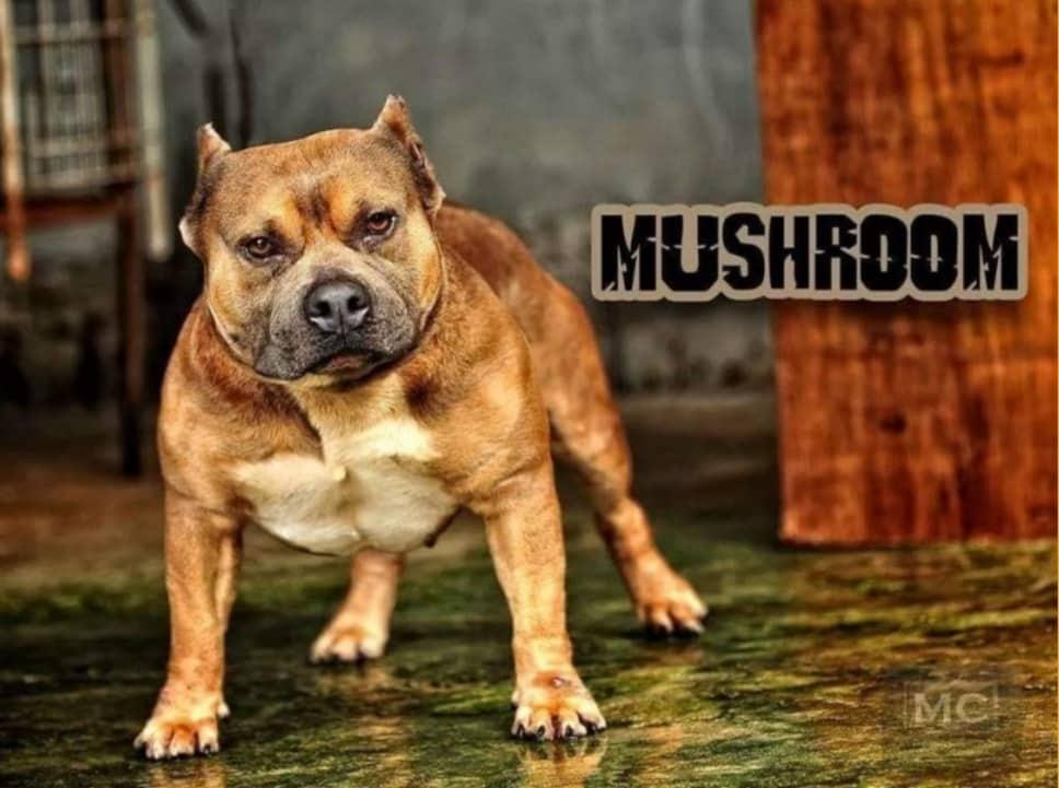 PGK MUSHROOM OF D MONTH | American Pit Bull Terrier 