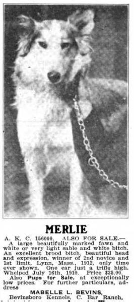 Merlie 156000 | Rough Collie 