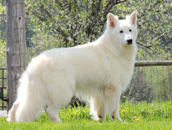 Fire-Gun Des Gardiens Du Pacte | White Swiss Shepherd Dog 
