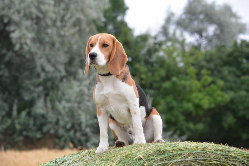 Ultrakopó Surprise Colin | Beagle 