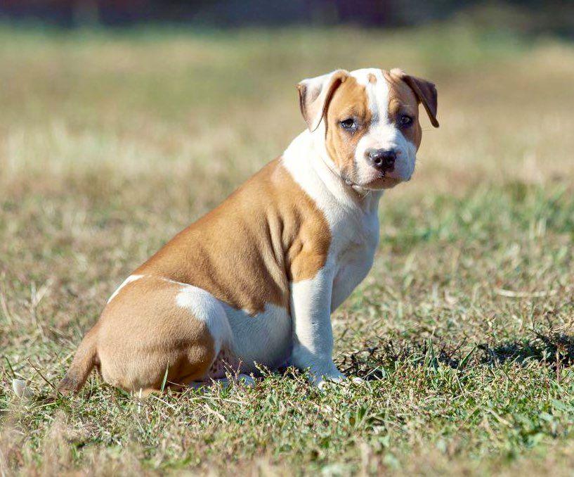 Bathurst Strider in Diversity | American Staffordshire Terrier 