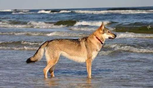 K-LEE VORNJA z Peronówki | Czechoslovakian Wolfdog 