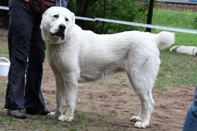 Zauralskiy Medved Sharon Stone | Central Asian Shepherd Dog 