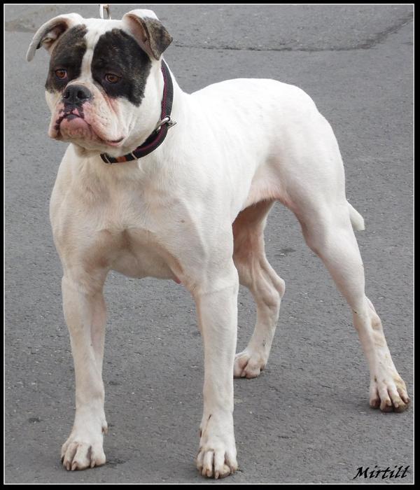 Destiny's Bulls Mirtill of Demoniac Team | American Bulldog 