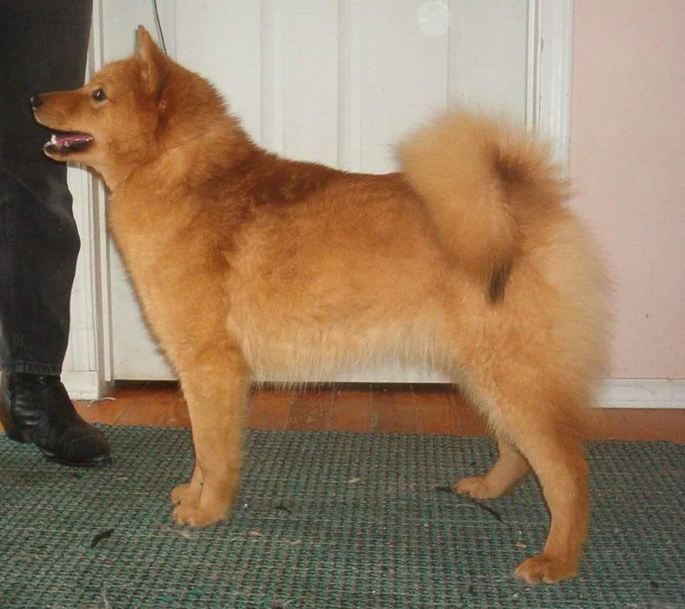 Pikkinokka's True Patriot Love | Finnish Spitz 