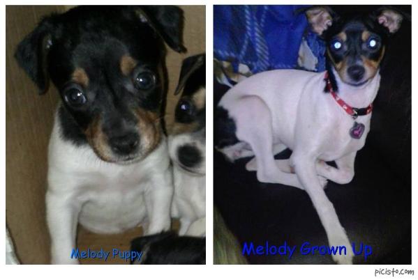 Painted Hill's Melody | Rat Terrier 
