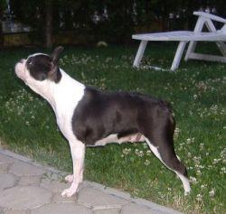 Quiggin's Take Devil Present | Boston Terrier 