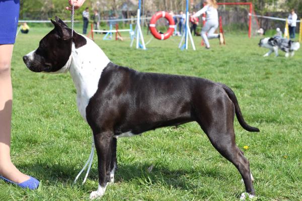 Nord Keeper Great Sensation | American Staffordshire Terrier 